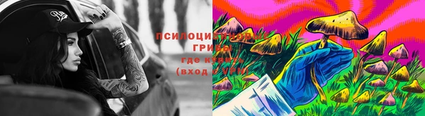 прущие грибы Дмитриев